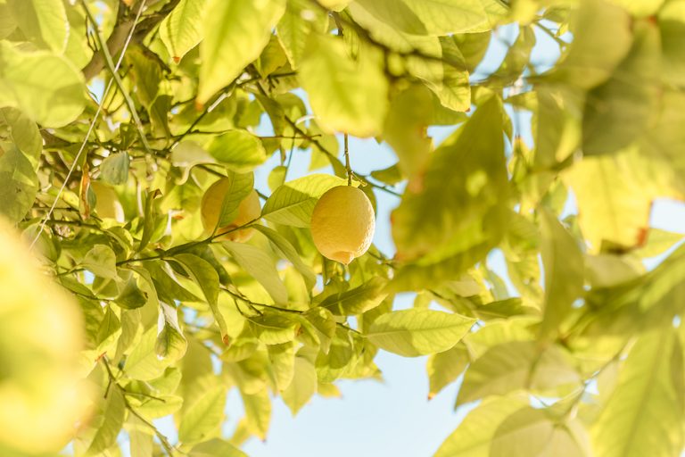 Malattie Della Pianta Di Limone Quali Sono Le Pi Gravi E Come Curarle