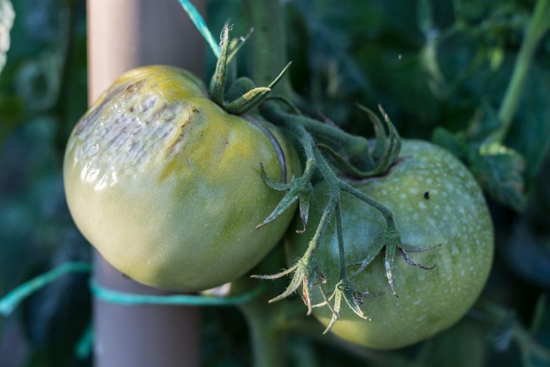 Malattie Del Pomodoro Quali Sono E Come Intervenire Nel Modo Migliore