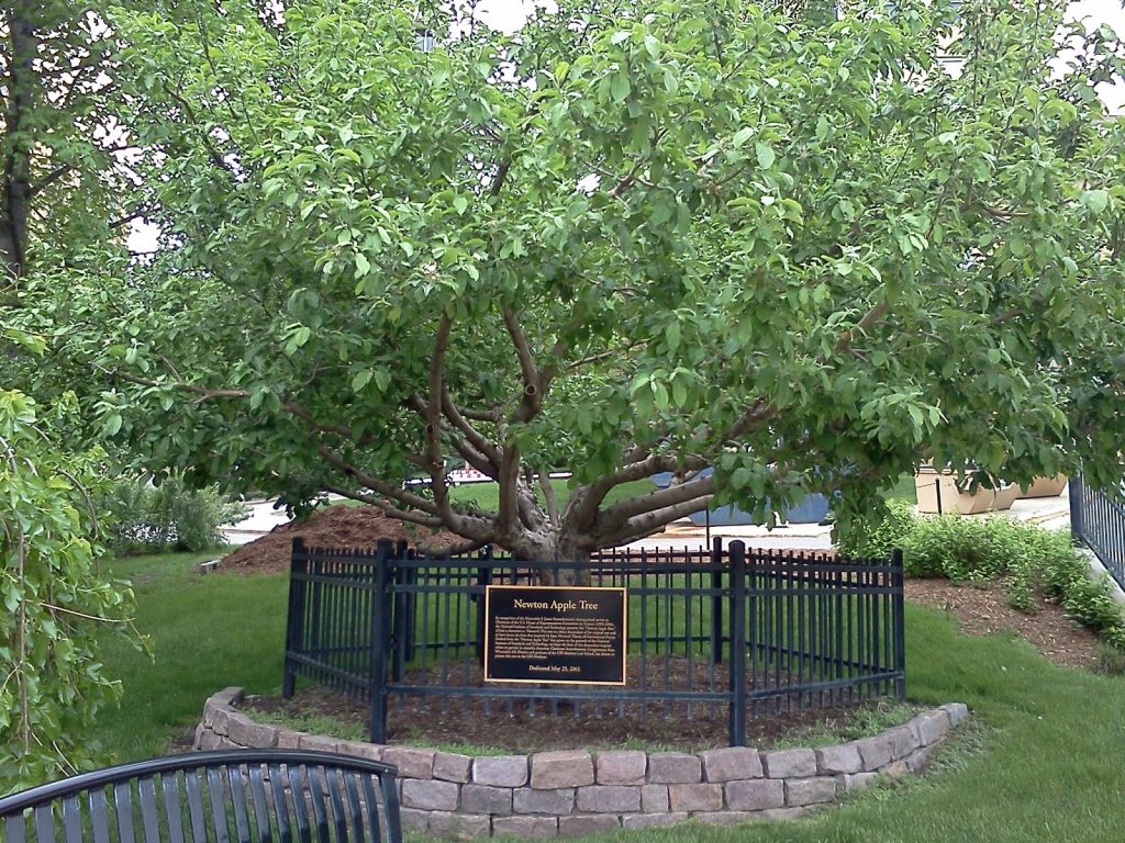 L'albero di mele di Newton esiste ancora e si trova in Inghilterra