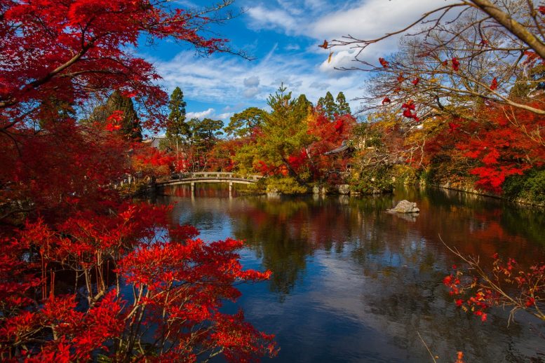 Piante Orientali Ecco Quali Non Possono Mancare Nel Tuo Giardino Zen