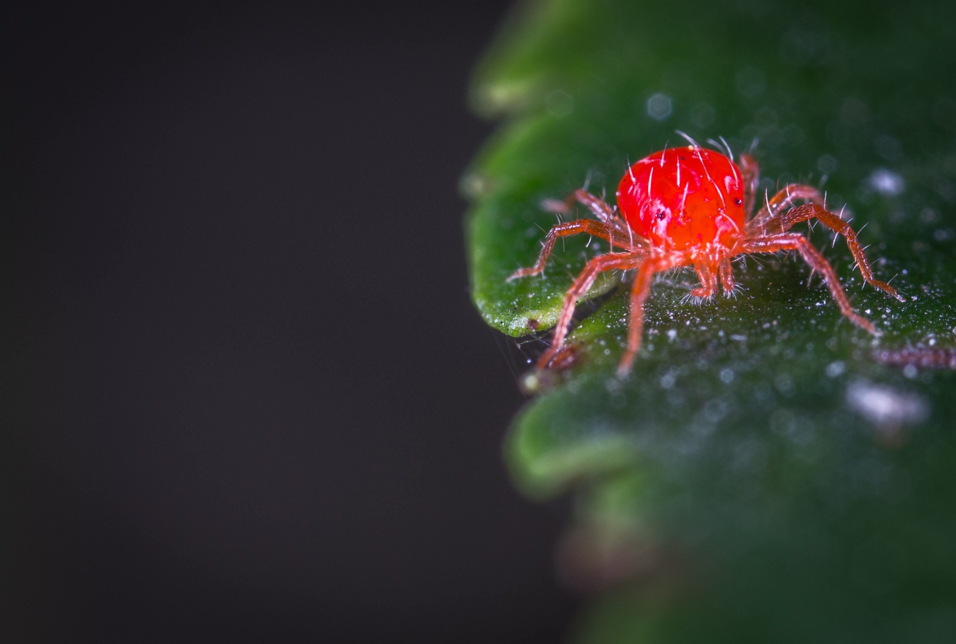 Do Spiders Bite In The Uk - The types of spiders you'll start seeing more of in your ... - People will find a welt, scratch or mark on the skin and a few global species are considered medically significant but none of them are found in the uk.